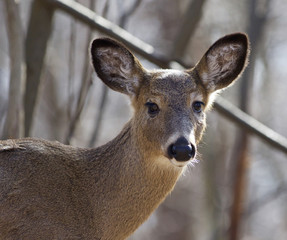 Beautiful isolated picture with a cute wild deer in the forest