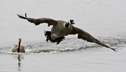 Isolated photo with a Canada goose flying away from his rival
