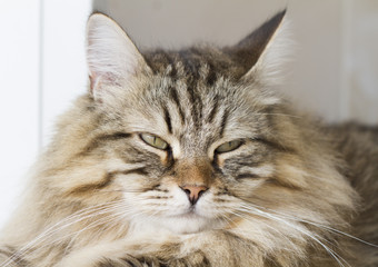 Fototapeta premium brown furry cat, siberian breed