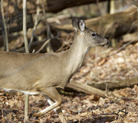 Beautiful photo of a running wild deer in the forest