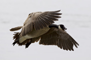 Obraz premium Beautiful isolated picture with a flying Canada goose