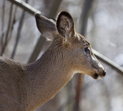Beautiful isolated closeup of a wild deer in the forest
