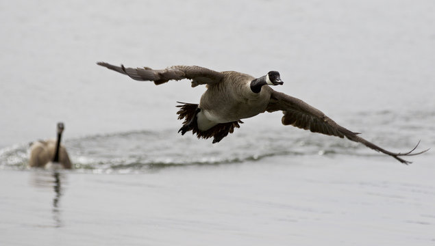 Isolated image with a Canada goose flying away from his rival