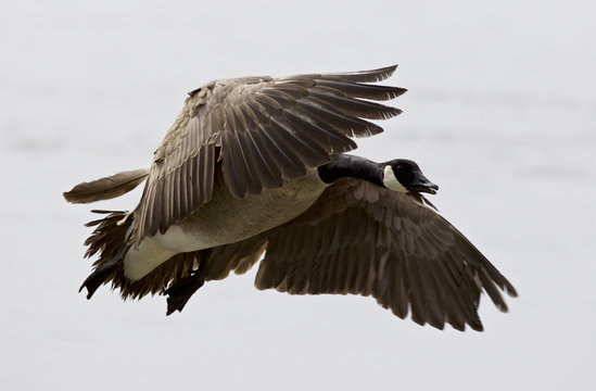 Beautiful isolated picture with a flying Canada goose