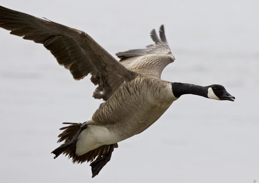 Beautiful isolated photo of a flying Canada goose