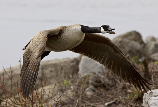 Beautiful isolated photo of a flying Canada goose near the shore