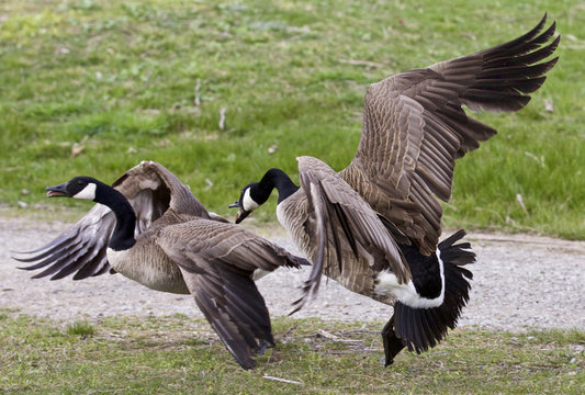 Photo of a fight between two Canada geese