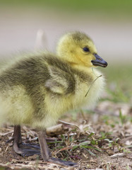 Obraz premium Beautiful image with a funny chick on the grass