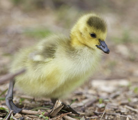 Beautiful isolated photo of a cute chick of Canada geese