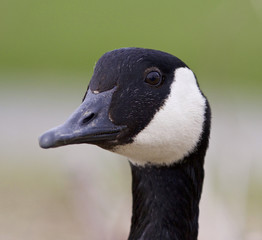 Funny beautiful portrait of a Canada goose