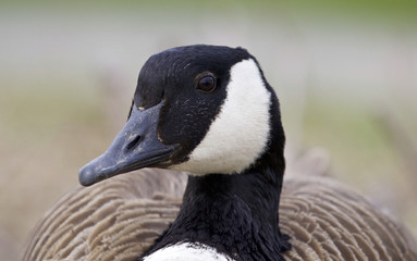 Beautiful background with a funny Canada goose