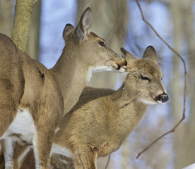 Beautiful background with a pair of the cute wild deers
