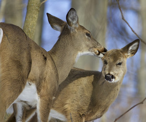 Beautiful funny photo of a pair of the cute wild deers
