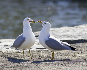 Obraz premium Background with two gulls in love staying on the shore