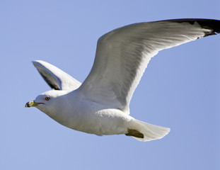 Isolated photo of the gull's flight