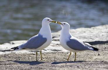 Fototapeta na wymiar Beautiful photo of two kissing gulls