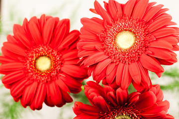 Gerbera jamesonii - red beautiful flower with macro details