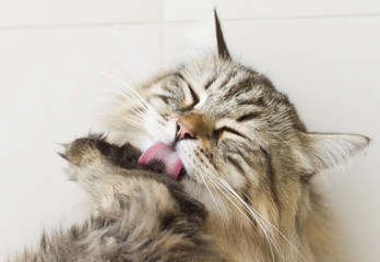 cat licking paw for cleaning