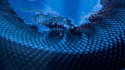 Anaconda at the DC National Zoo