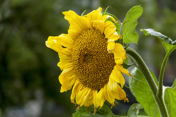 Naklejka premium Подсолнух