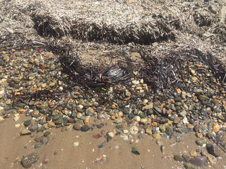 seaweeds on a beach