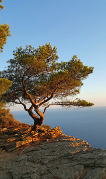 Pinienbaum auf der Klippe