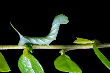 Obraz premium Caterpillar