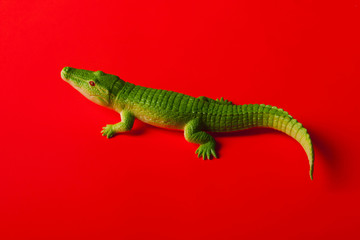 crocodile