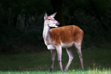 Small deer draws mother's attention