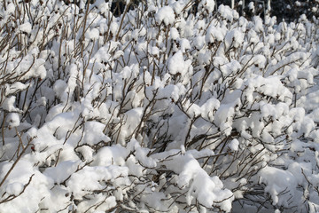 Bush covered with snow