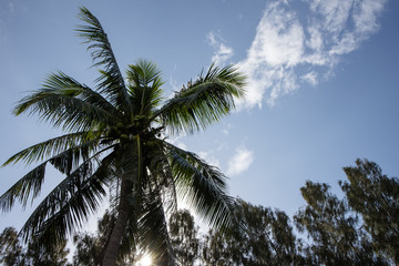 Fototapeta na wymiar coconut