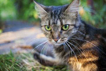 beautiful cat in nature