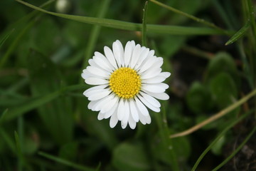 Fototapeta premium Gänseblümchen