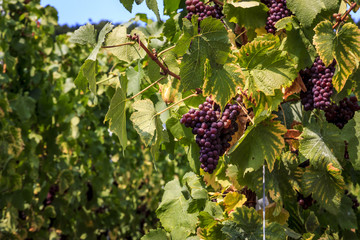 Spätburgunder Rotweintrauben am Mittelrhein