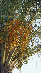 Fototapeta premium palm tree