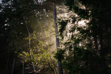 Crepuscular Rays in the Forest