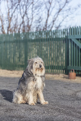 Standing dog outdoor Yorkshire in Iceland