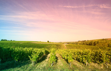 Lumi&egrave;re dans les vignes en France