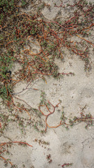 plants and dunes