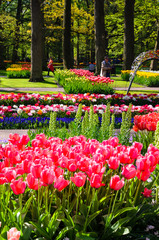 Blooming flowers in Keukenhof park in Netherlands, Europe.