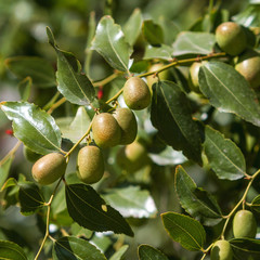 Jujube fruit ripening on a branch among green leaves