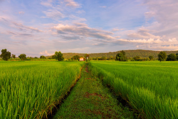 Fototapeta na wymiar Rice Field of Farmer and sun in the morning