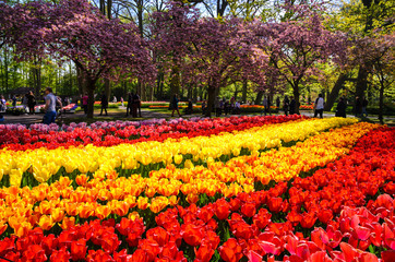 Blooming flowers in Keukenhof park in Netherlands, Europe.