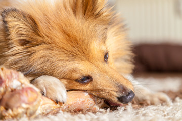 Hund frisst einen Knochen