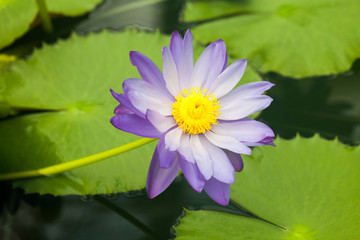 Nymphaea - beautiful water lily from Kew Gardens - Kew's stowaway blues. Beautiful details and colors