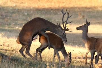 Obraz premium Red Deer mating in the Iberian peninsula.