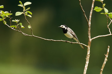 Bergbachstelze auf einem Zweig