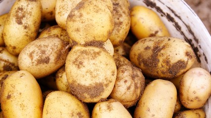 Урожай картофеля