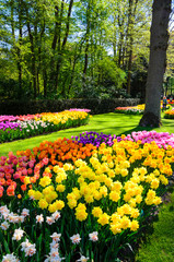 Obraz premium Blooming flowers in Keukenhof park in Netherlands, Europe.
