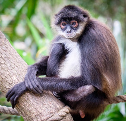 Spider monkey in the tree